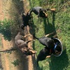 Pure Bred Kelpie Pups