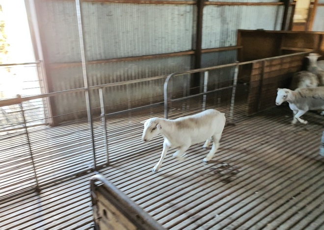 Dorper Rams For Sale