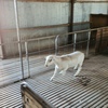 Dorper Rams For Sale