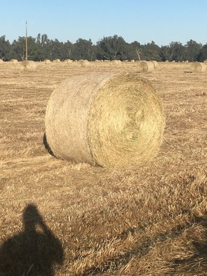  5x4 Rolls of Pasture Hay  - approximately 300 rolls  - SOLD BY THE BALE