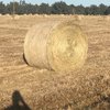  5x4 Rolls of Pasture Hay  - approximately 300 rolls  - SOLD BY THE BALE