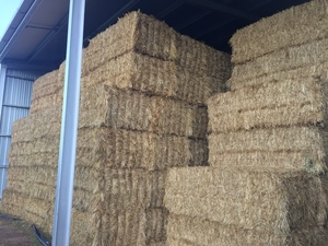 350 x 8x4x3 Bales of Oaten Hay Ave 650 Kg's