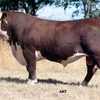 Glendan Park Hereford Bull Sale 26th Feb 2021