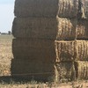 250T Canola Hay 600kg approx 8x4x3 Bales ##PRICE REDUCED##