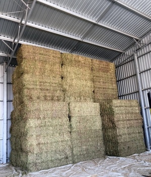 200 m/t A1 Vetch Hay 8x4x3 Bales Seller to Freight