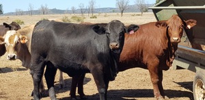 PCAS Grain Free Beef Pellets