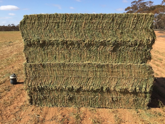 Vetch Hay 750kg 8x4x3 Bales 'New Season'