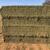 Vetch Hay 750kg 8x4x3 Bales 'New Season'