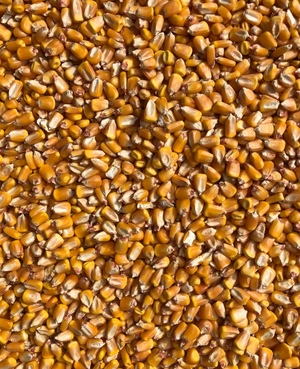 Corn/Maize Cleaned and Graded 