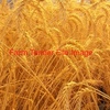 35mt Naparoo Organic Wheat 