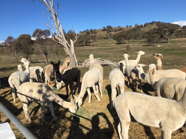 24 x Alpaca Herd