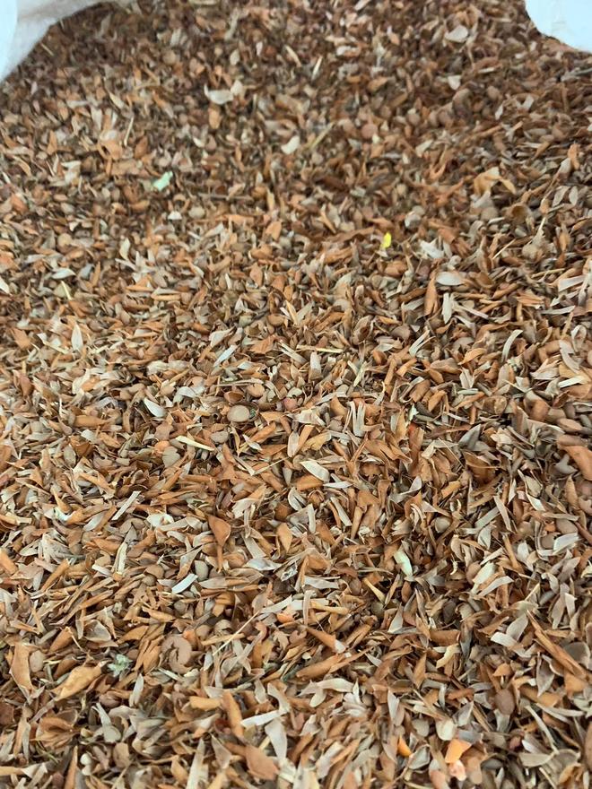 Feed Lentils - Colour Sortex Rejects and Screenings