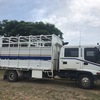 Isuzu FRR 550 dual cab tipper cattle horse truck
