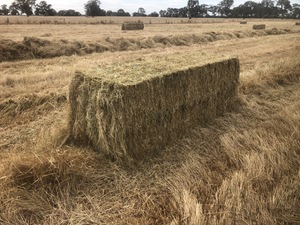 Oaten / Balansa Clover - 8x3x3 Bales approximately 200 Bales - SOLD By The BALE