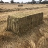 Oaten / Balansa Clover - 8x3x3 Bales approximately 200 Bales - SOLD By The BALE