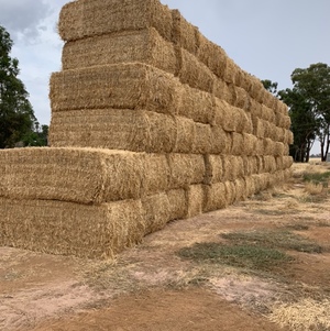 Wheat straw Windrowed