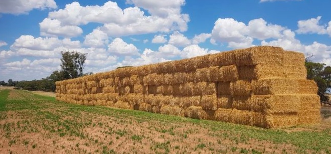 Barley Straw 8x4x3