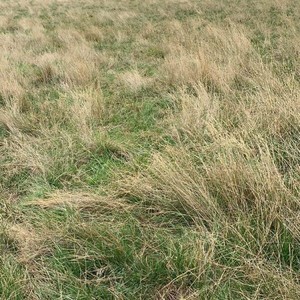 WANTED Looking to Lease or Share Crop