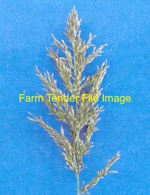 WANTED - Consol Lovegrass Seed 50kg