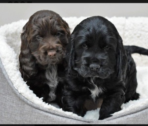 Gorgeous littler of cocker spaniel puppies