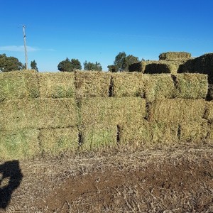 Lucerne Hay