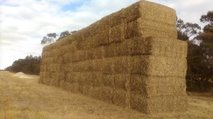 140mt Wheaten Hay 620-640kg 8x4x3 Bales