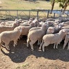 MERINO X BORDER LEICESTER EWE LAMBS X 45 - 6 to 8 MONTHS OLD 