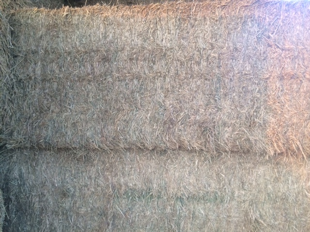 Lucerne Hay