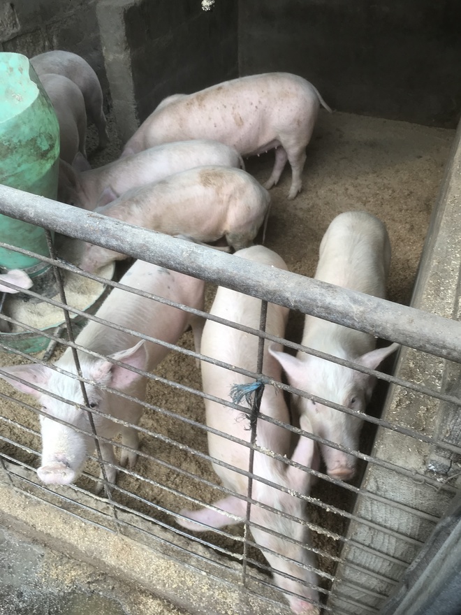 Pigs for Sale