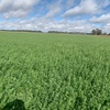 Lucerne Hay
