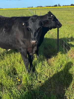 Angus Heifer x 2 and Angus Steer x1 