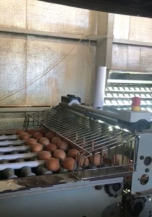 Egg Grader Moba 2000 Poultry Equipment