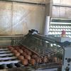 Egg Grader Moba 2000 Poultry Equipment