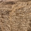 33t Header Trail Barley Straw 8x4x3 Bales  average 520kg