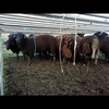 Dorpers rams