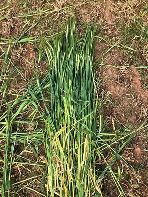 New Season 8x4x3 Barley Hay