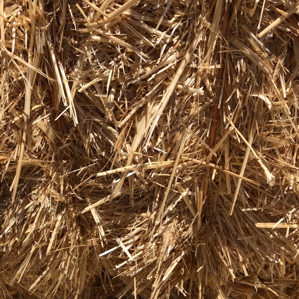 Wheat Straw