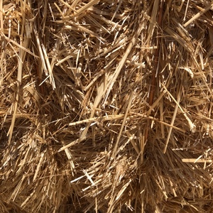 Wheat Straw