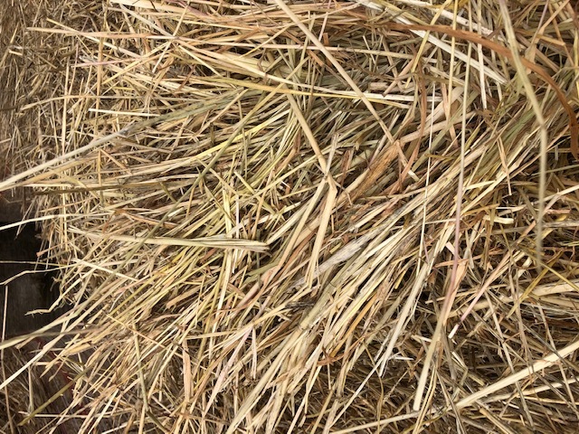 200 x Pasture Hay 5x4 Rolls
