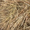 200 x Pasture Hay 5x4 Rolls