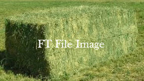 New Season Irrigated Lucerne hay For Sale in 8x4x3's