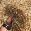 Barley Straw