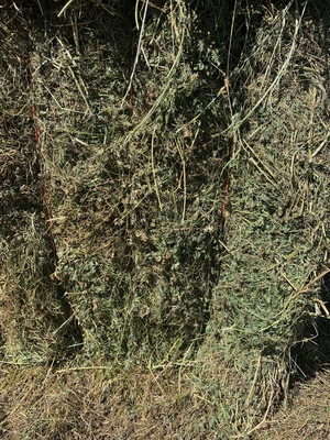 Lucerne 1st cut Hay 8x4x3 Bales