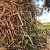 Vetch Hay 8x4x3 XD bales (Shedded)