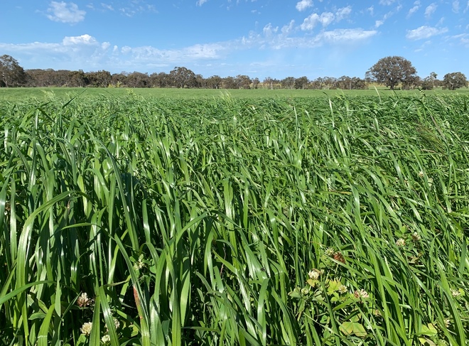 EOI 100ha Standing Ryegrass, Clover