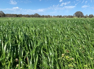 EOI 100ha Standing Ryegrass, Clover
