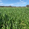 EOI 100ha Standing Ryegrass, Clover