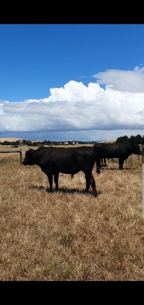 Wagyu Bulls