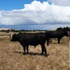 Wagyu Bulls