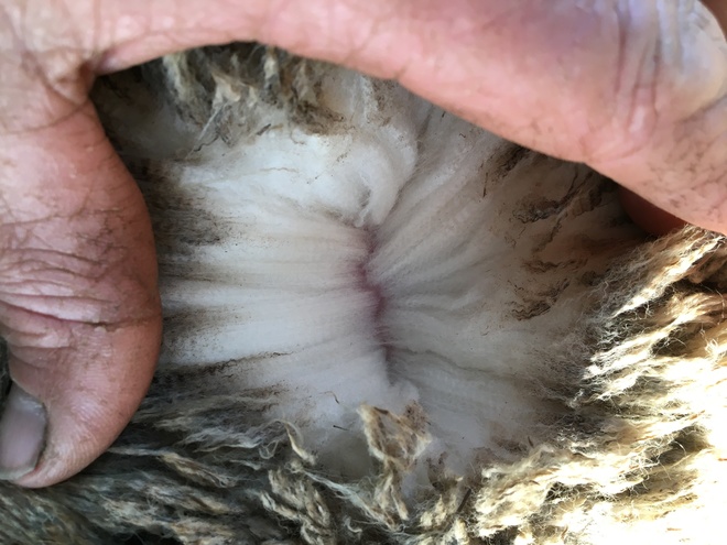 16 merino and 8 cross bred ewes